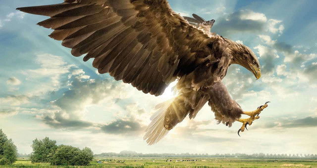 Recensie 'Holland, natuur in de delta'