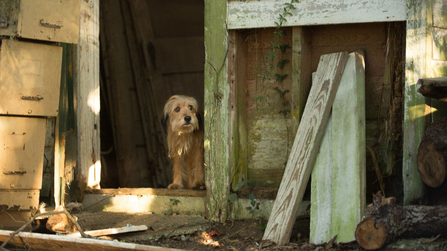 Maker 'Benji'-films overleden: Joe Camp werd 84