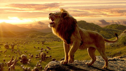 'Mufasa: The Lion King'-regisseur onthult nieuwe details: 'komedie met veel bekende gezichten'