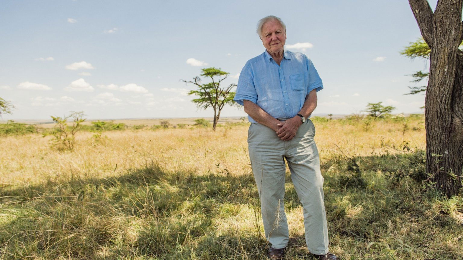 David Attenborough komt naar Netflix met nieuwe docuserie 'Secret World of Sound'