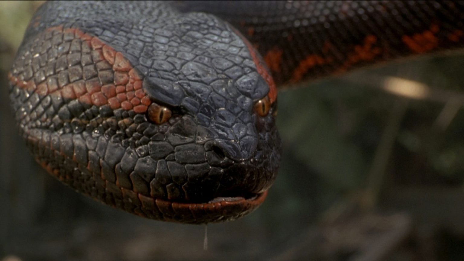 Paul Rudd en Jack Black naar verluidt in gesprek over hoofdrollen in nieuwe 'Anaconda'-reboot
