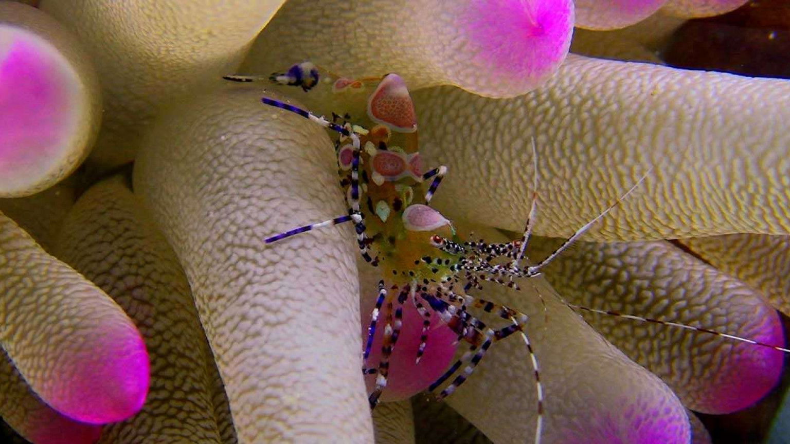 Recensie 'Wonders of the Sea 3D'