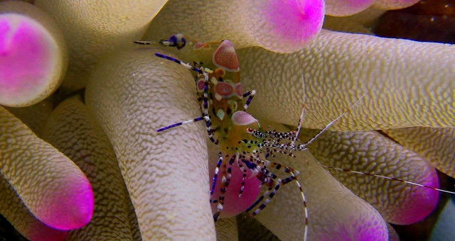 Recensie 'Wonders of the Sea 3D'