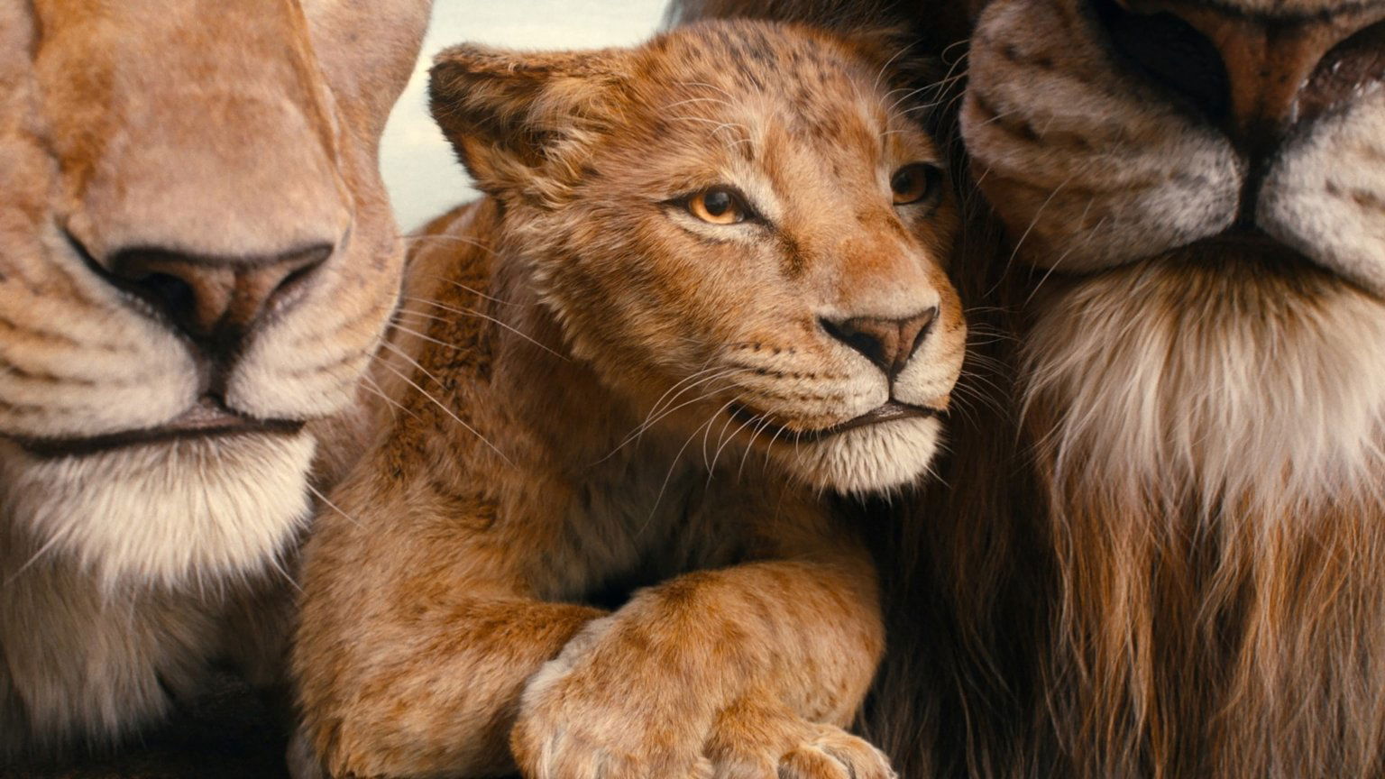 Disney-film 'Mufasa: The Lion King' vanaf vandaag on demand te zien