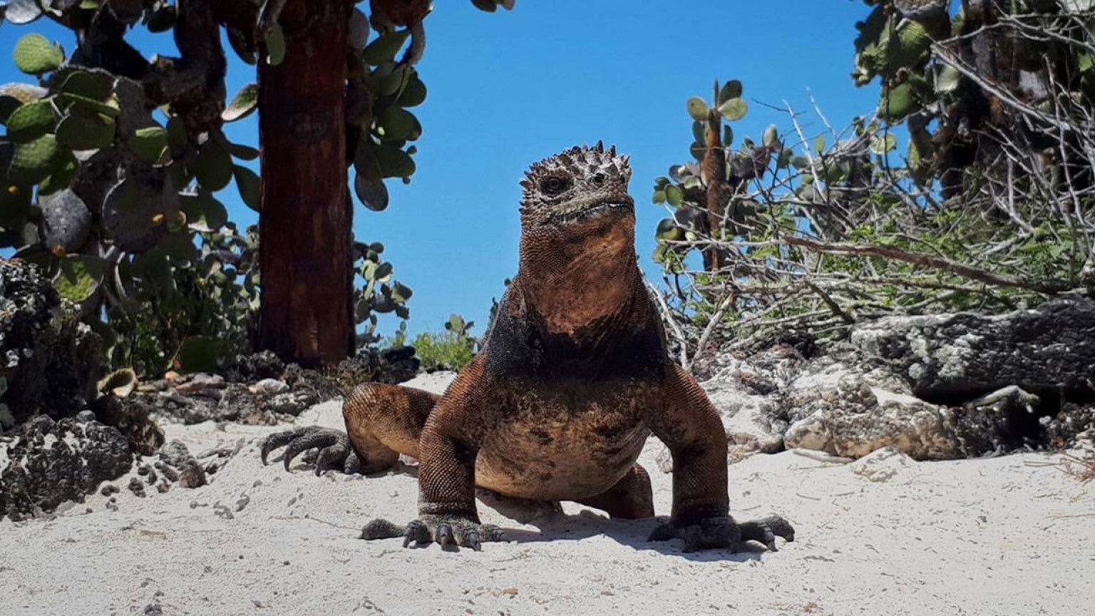 Recensie 'Galapagos: Hope for the Future'