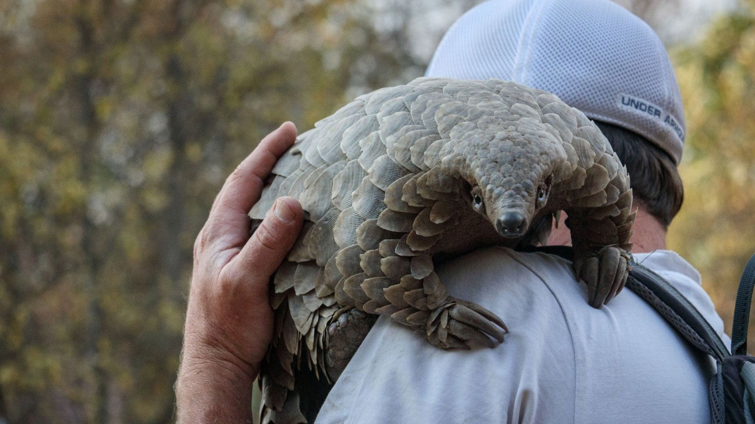 Netflix deelt de trailer van nieuwe dierendocu: wat weet je van de Pangolin?