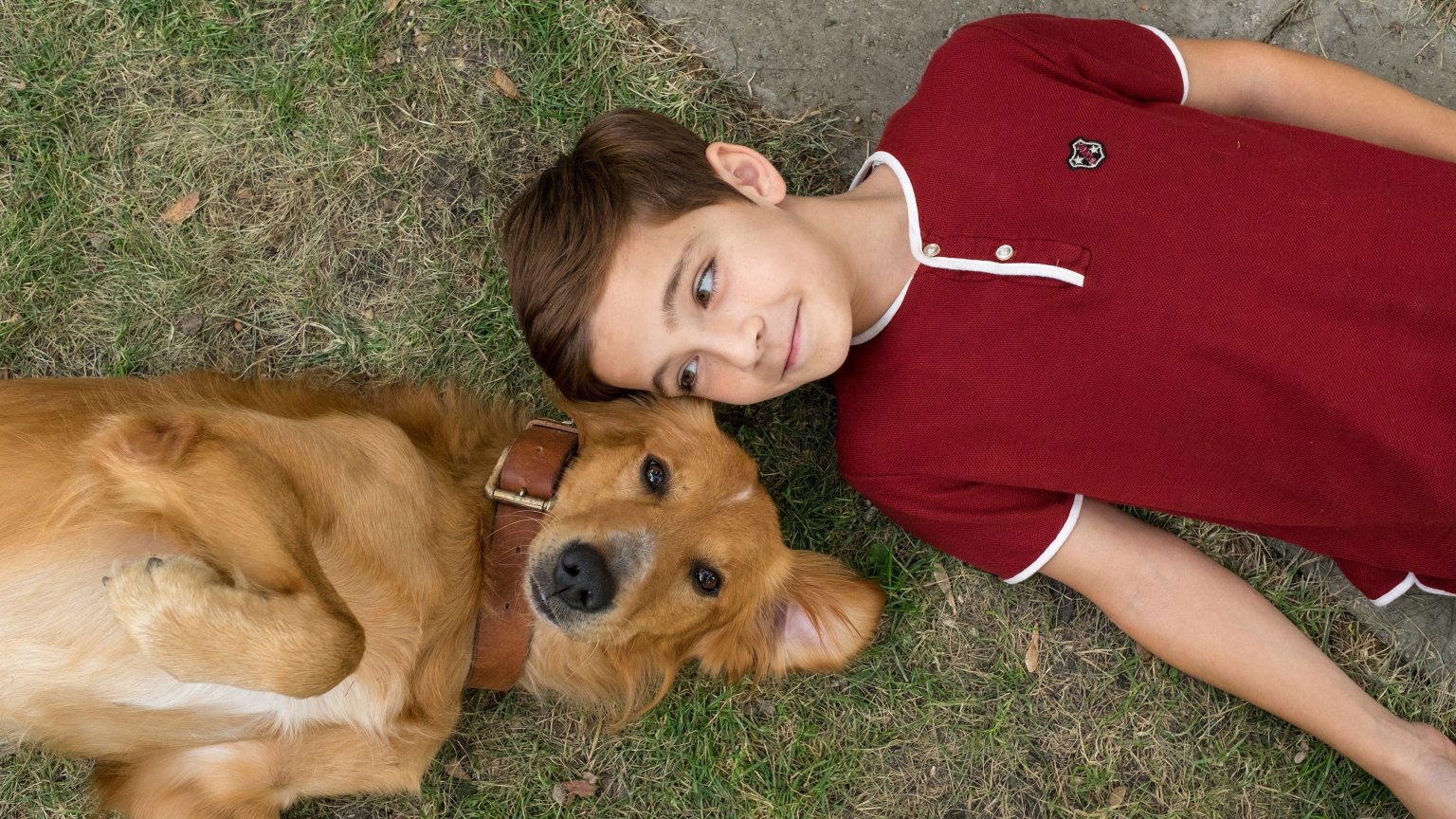 Netflix verwijdert binnenkort 'A Dog's Purpose' en 45+ andere films & series