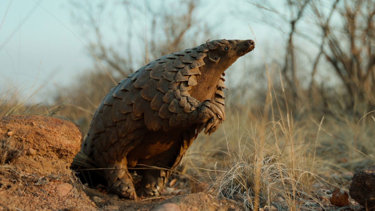 Nieuwe dierendocu van 'My Octopus Teacher'-maker nu te zien op Netflix