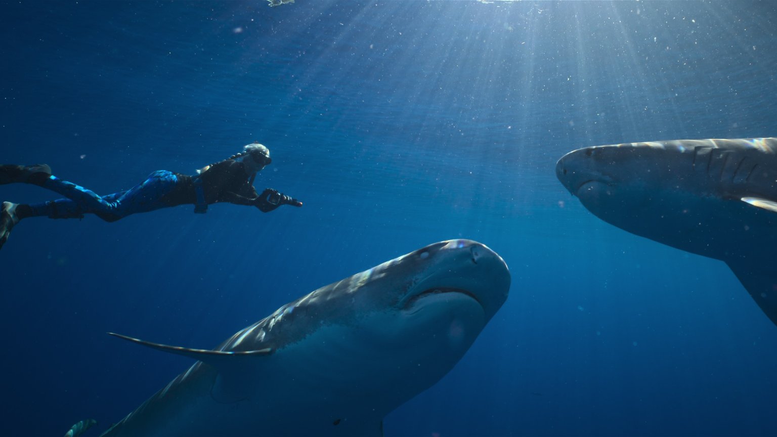 Milieubeschermster zwemt met haaien in de trailer van nieuwe Netflix-documentaire