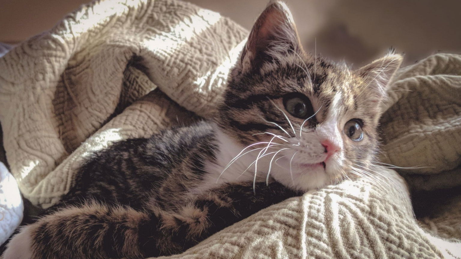 Kattenfilm 'Poeslief' vanaf 30 september in de bioscoop
