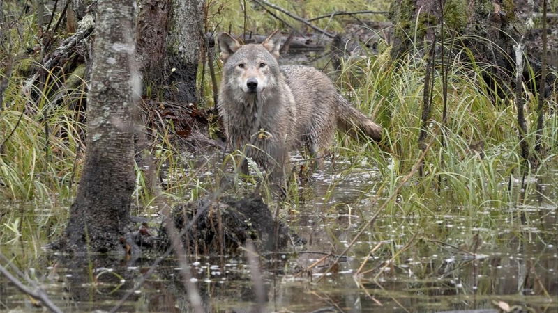 Still 'Wolf' via TMDb
