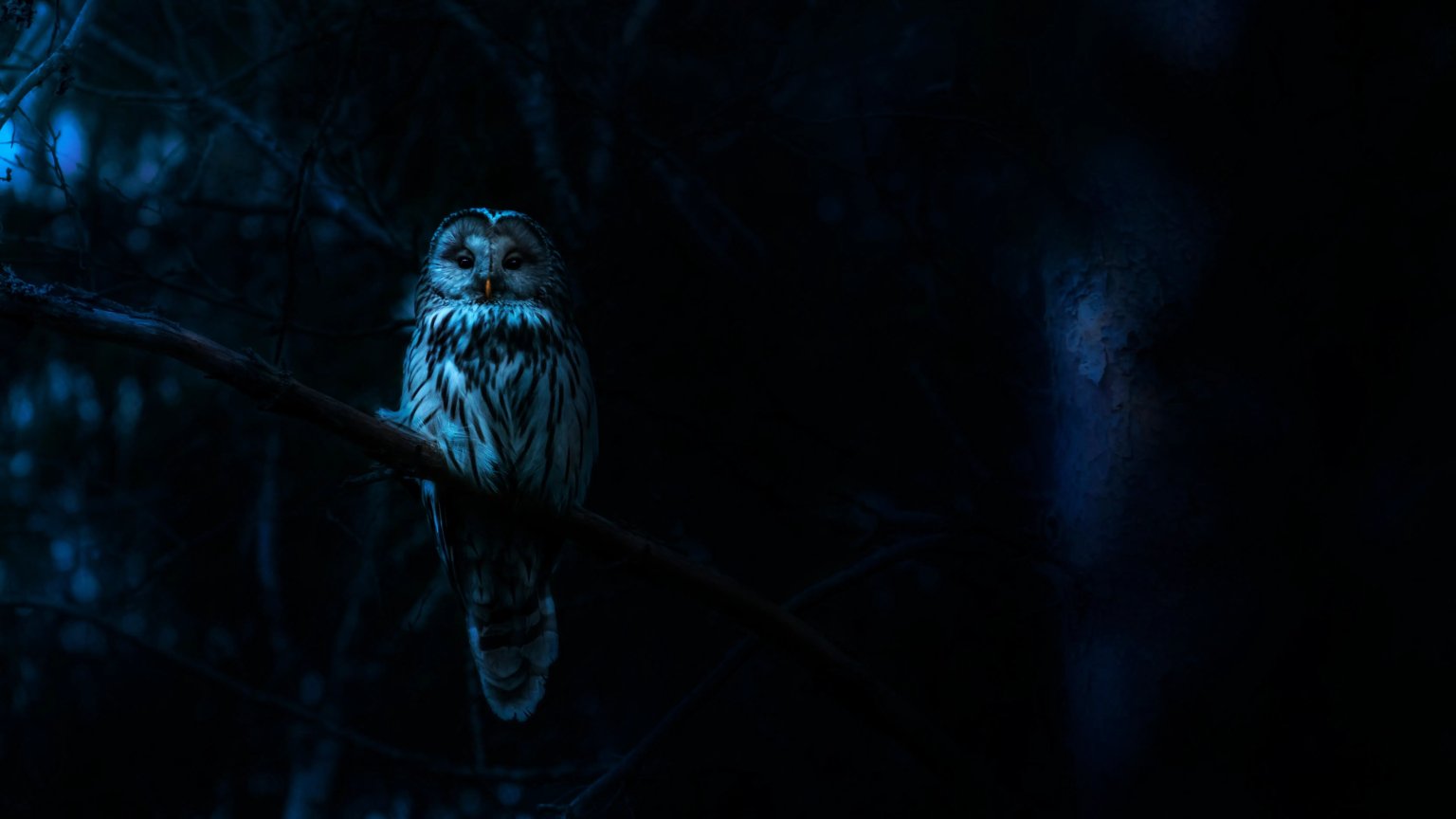 Netflix komt met horror-achtige natuurdocuserie: 'Nightmares in Nature'