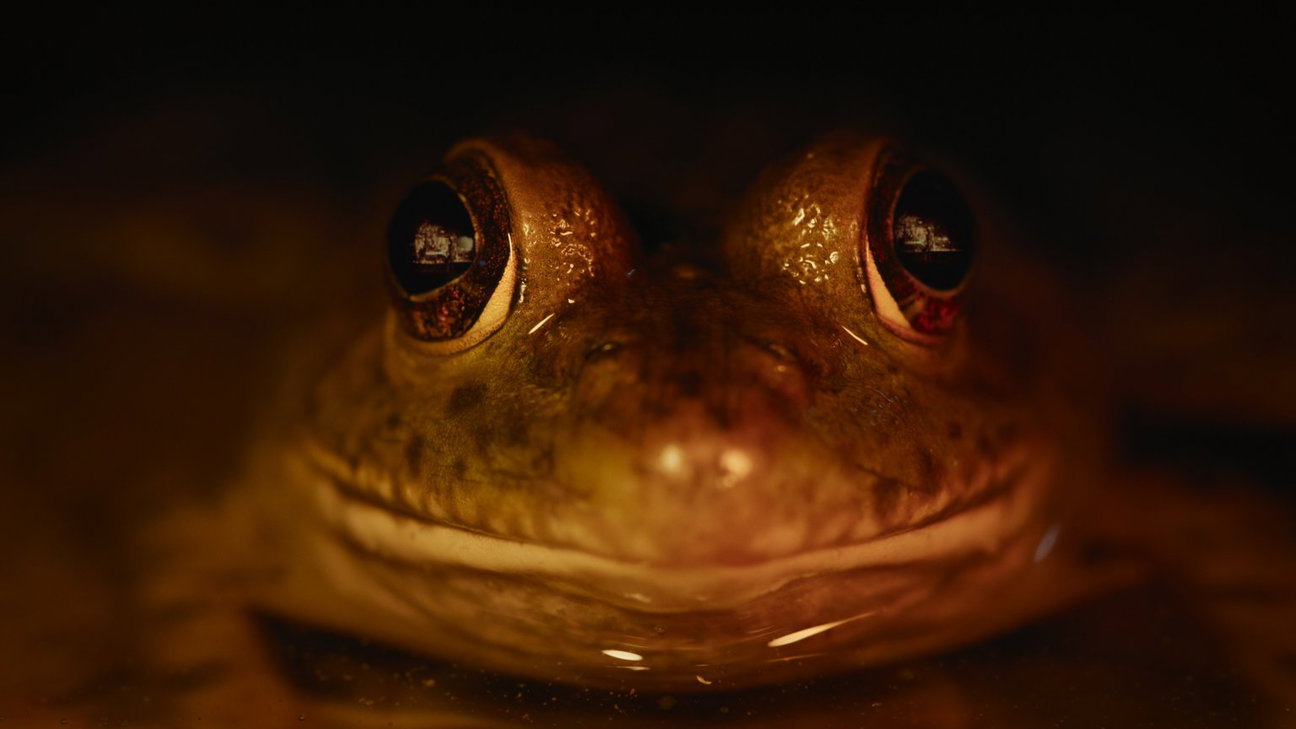 Netflix deelt de trailer van 'horror'-docuserie 'Nightmares of Nature ...