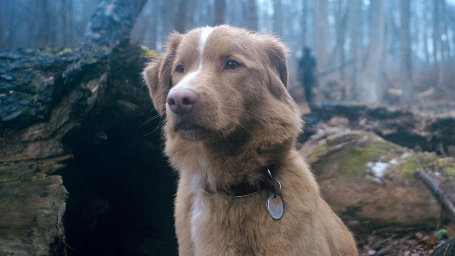 Hoge score en lovende eerste reacties voor horrorfilm 'Good Boy': 'Angstaanjagend'