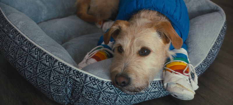 Afbeelding via Prime © Amazon Content Services LLC