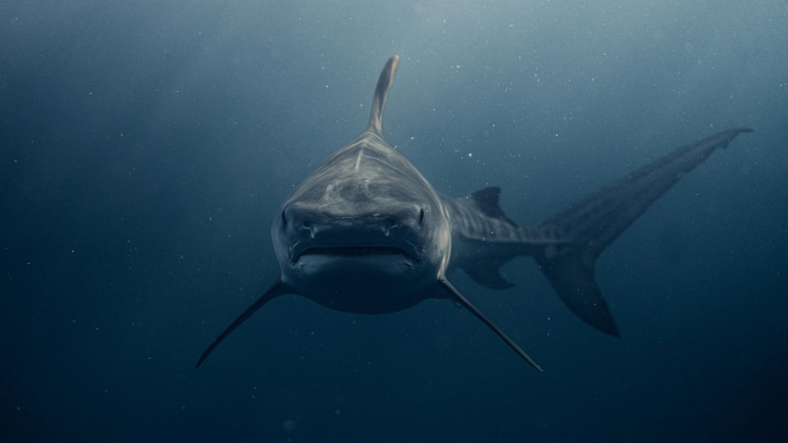 Grote studiofilm met sterrencast maakt koerswijziging en gaat direct naar Netflix