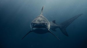 Grote studiofilm met sterrencast maakt koerswijziging en gaat direct naar Netflix