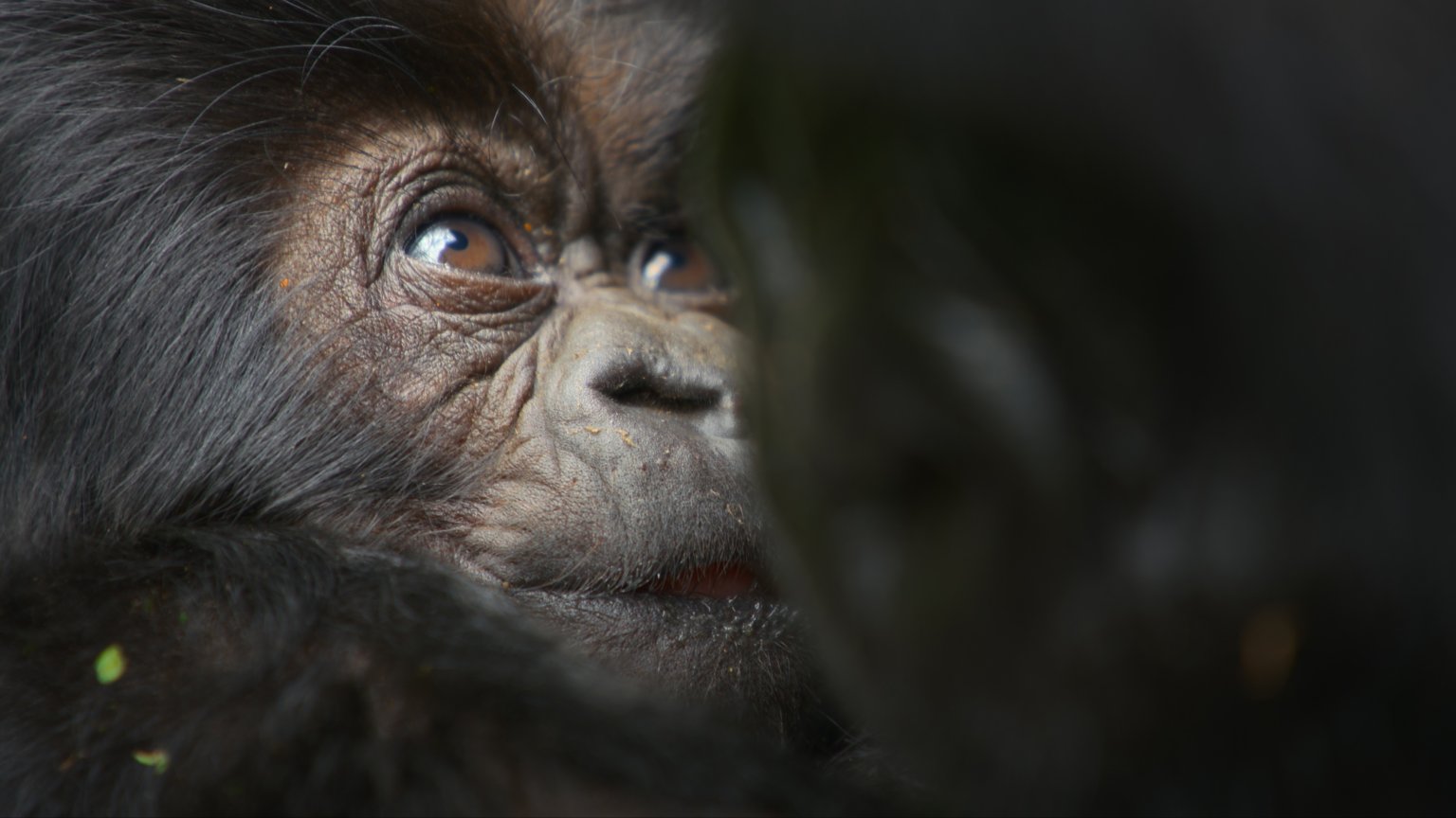 Gloednieuwe natuurdocu met David Attenborough vanaf vandaag te zien op Netflix