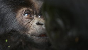 Gloednieuwe natuurdocu met David Attenborough vanaf vandaag te zien op Netflix