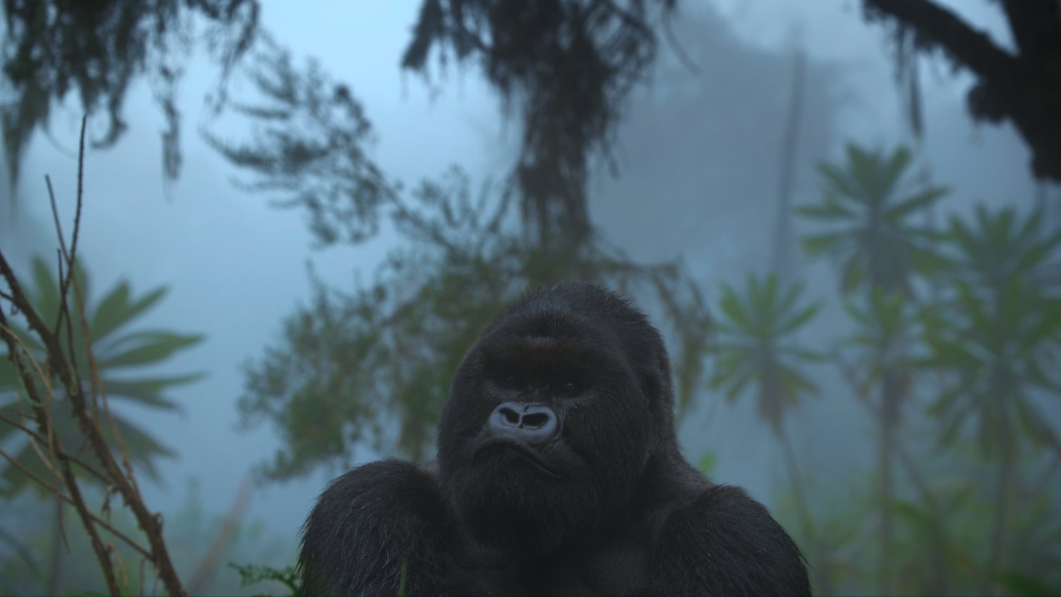 Hoge score voor nieuwe 'fascinerende' natuurdocu op Netflix