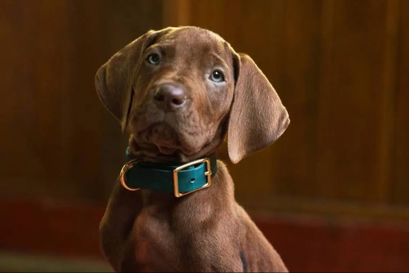 Still 'Scooby-Doo: Origins' via Netflix