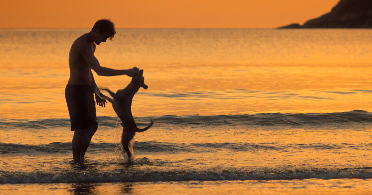 Netflix viewers are melting by heart-warming dog film: ‘So beautiful!’ Netflix viewers are melting by heart-warming dog film: ‘So beautiful!’