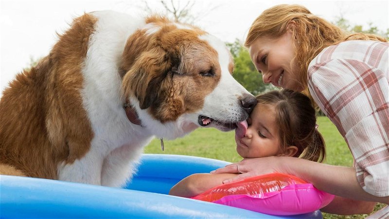 Hartverwarmende familiefilm 'A Dog's Journey' vanaf vandaag te zien op Netflix