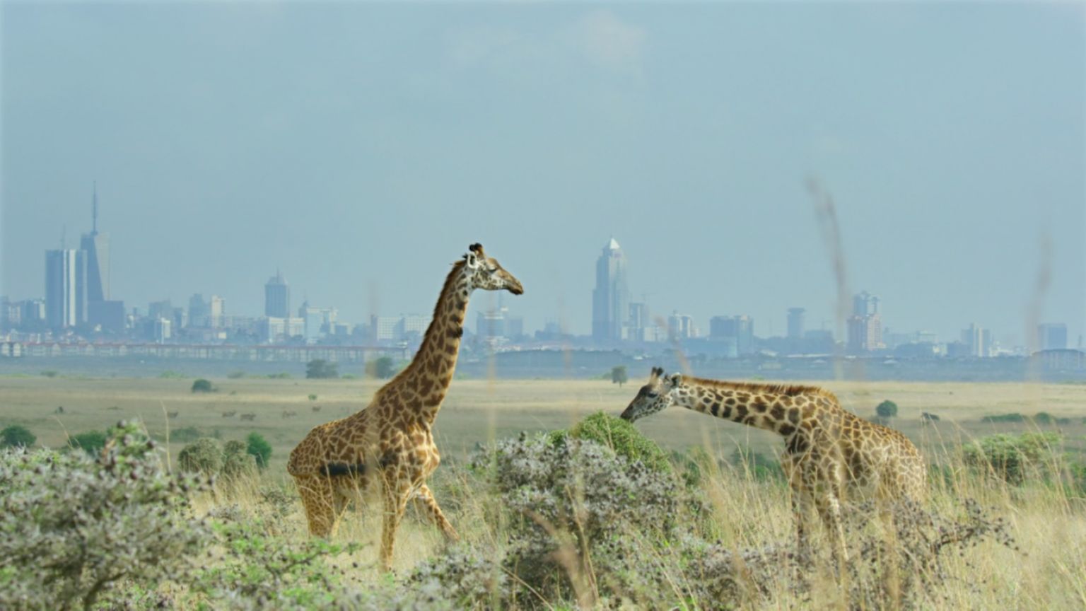 Trailer van 'Breaking Boundaries: The Science of Our Planet' met David Attenborough nu te zien
