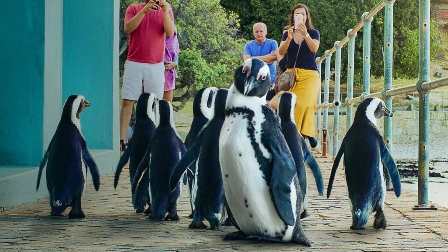 Netflix deelt trailer van verrassende documentaireserie 'Penguin Town'