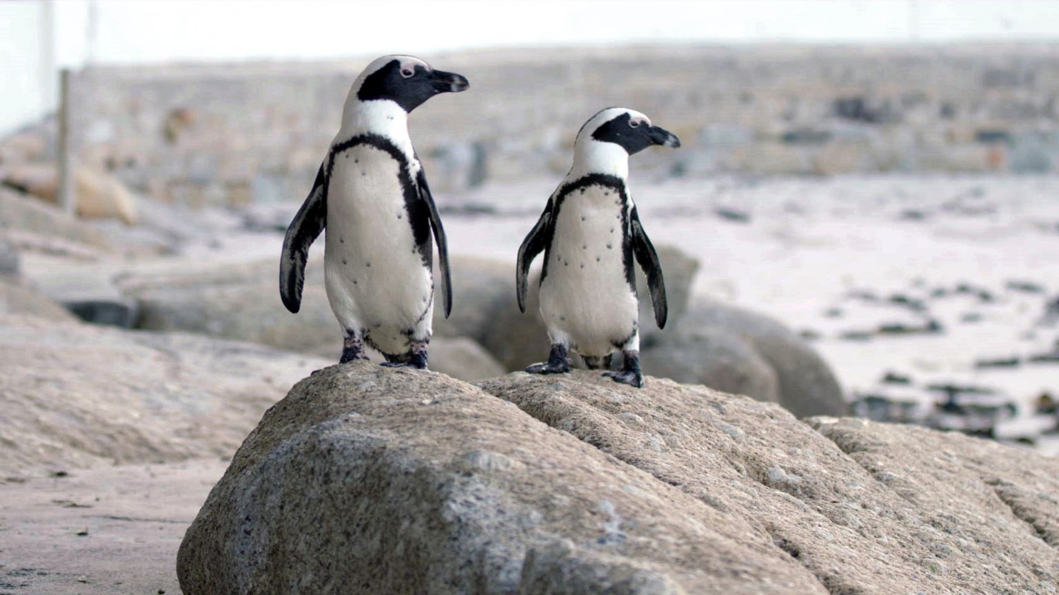 Nieuw op Netflix: docuserie 'Penguin Town' over een bijzondere pinguïnkolonie in Zuid-Afrika