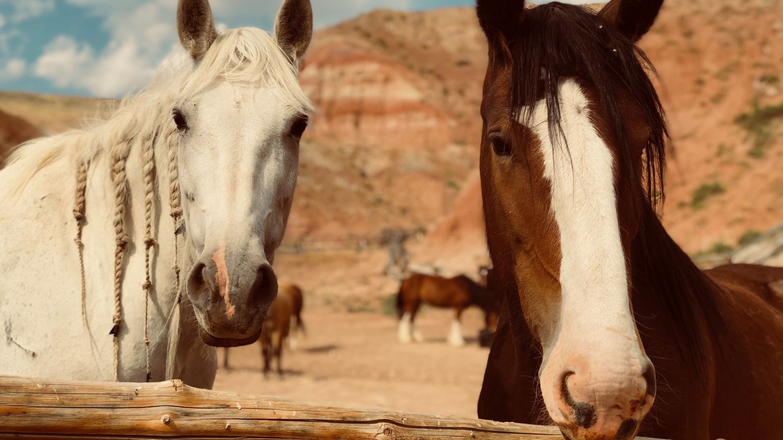 Netflix stelt ons voor aan paardentrainer Robin Wiltshire in de eerste trailer van 'My Heroes Were Cowboys'