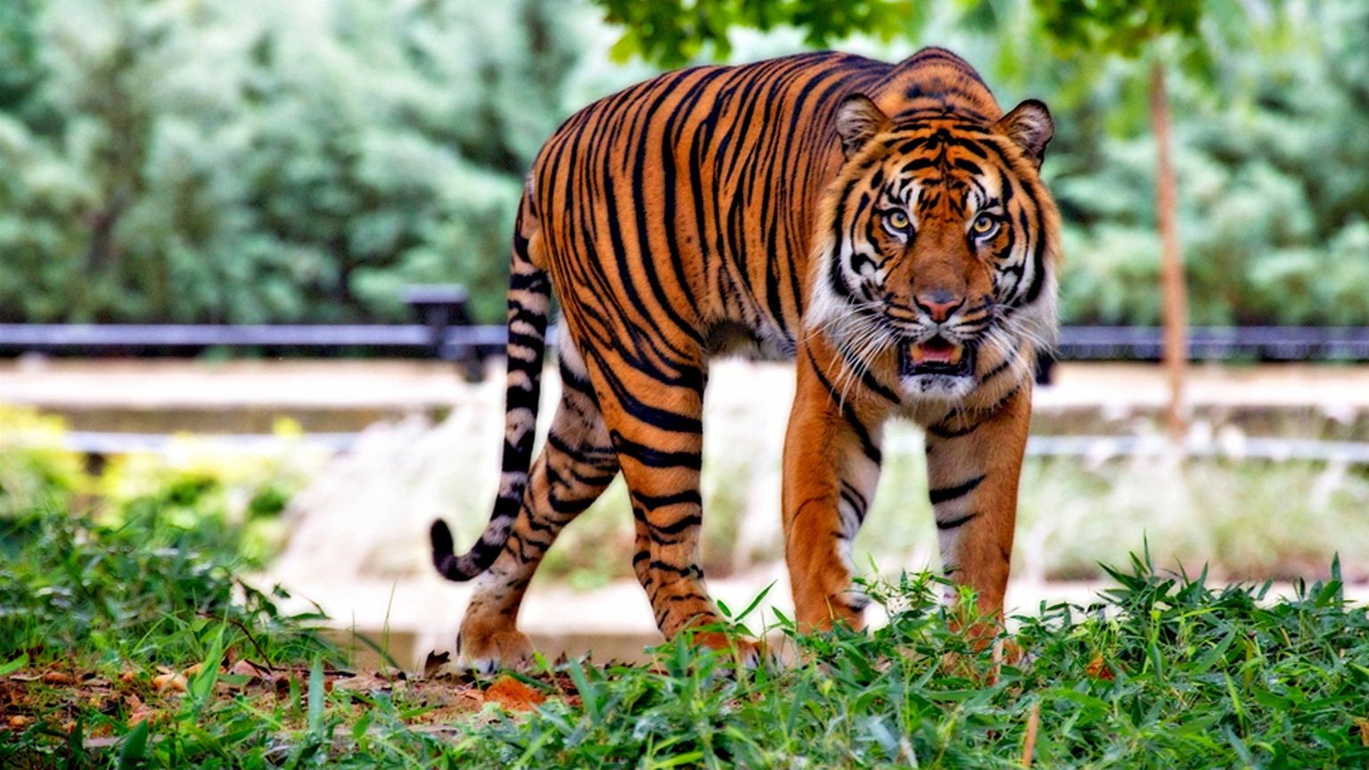 Carole Baskin klaagt Netflix aan voor gebruik van beelden in het tweede seizoen van 'Tiger King'