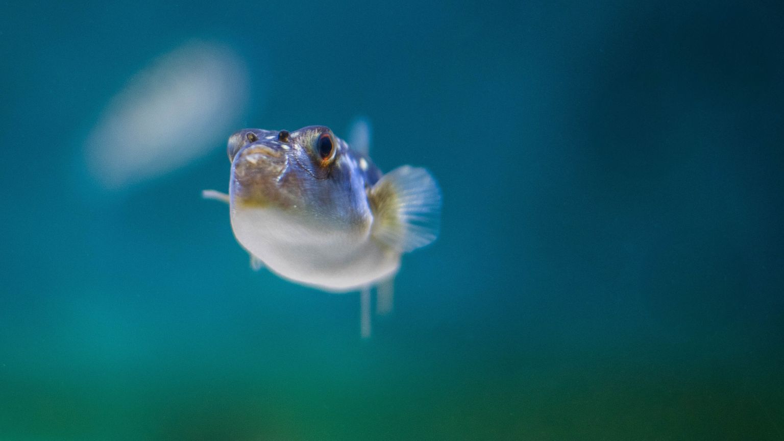 De oceaan door de ogen van een kogelvis: eerste trailer van nieuwe Netflix-documentaire nu te zien