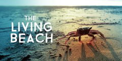 The Living Beach (2016&#8209;&nbsp;)