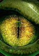 MonsterQuest Specials