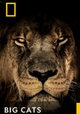 Big Cats