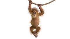 Baby Animal Cam (2023– )