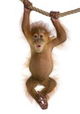 Baby Animal Cam