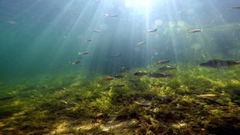 Wildernis onder water