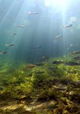 Wildernis onder water