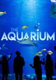 The Aquarium