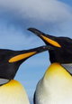 Penguin Baywatch