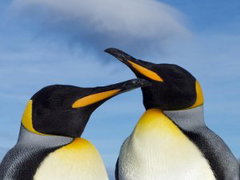 Penguin Baywatch (2026⁠–)