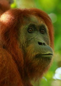 Paradise Islands (2017)