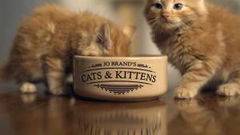 Jo Brand's Cats & Kittens (2017‑2021)