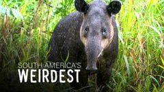 South America's Weirdest Animals (2020&#8209;&nbsp;)