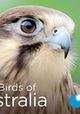 Wild Birds of Australia