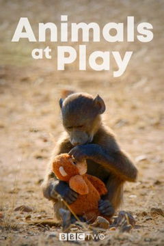 Animals at Play (2019)