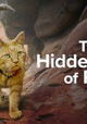 The Hidden Lives of Pets