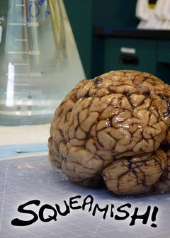 Squeamish! (2011)